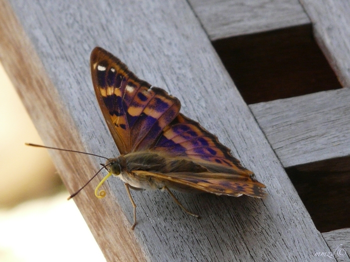 farfalla_014
