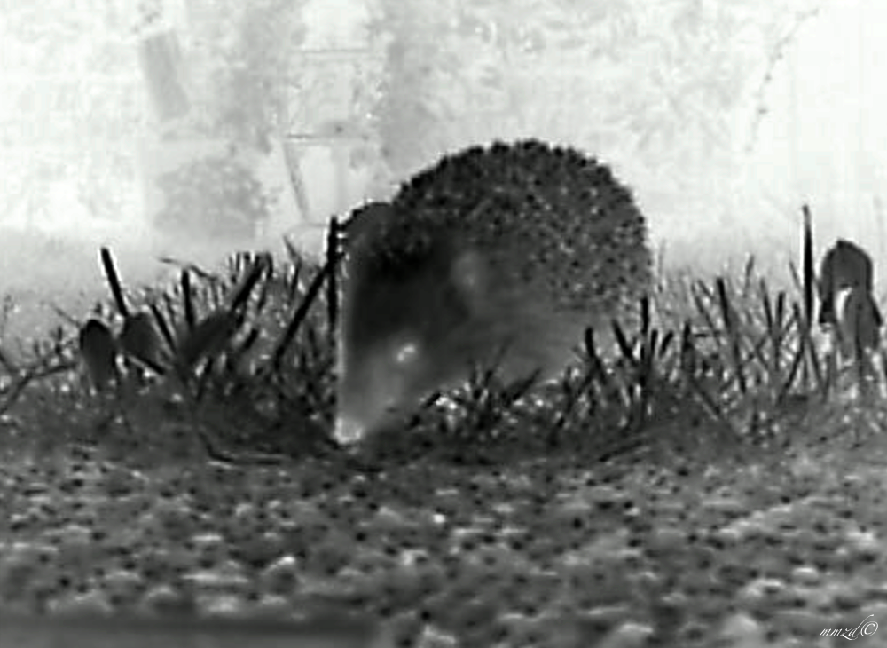 Zrzut ekranu 2020-04-7 o 10.03.37